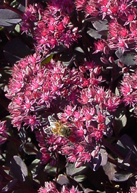 Sedum 'Bertram Anderson'